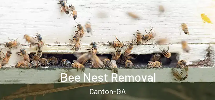  Bee Nest Removal Canton-GA