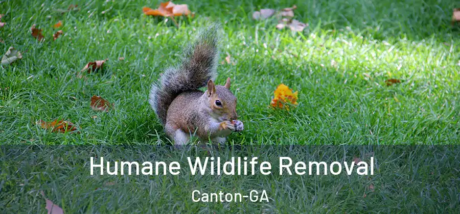 Humane Wildlife Removal Canton-GA