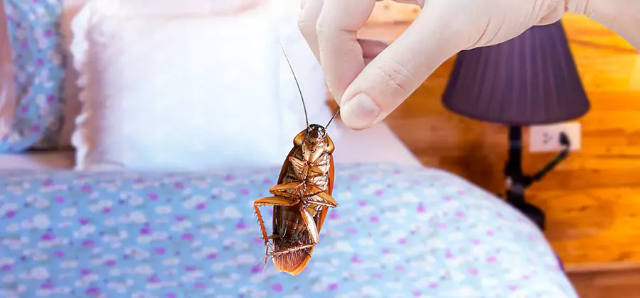 Fast Roach Elimination in Canton