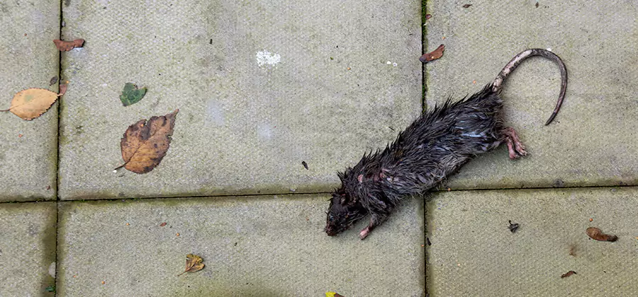 Mice in the Attic Removal in Canton