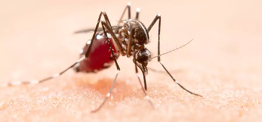 Pond Mosquito Control and Water Treatment in Canton