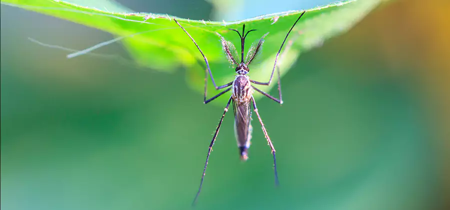 Home Defense Insect Killer in Canton