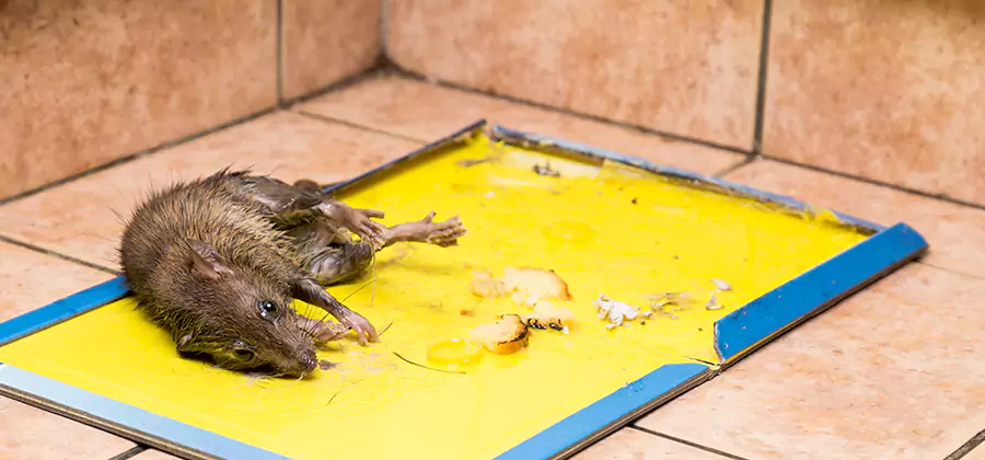 Mouse and Rat Control in Canton