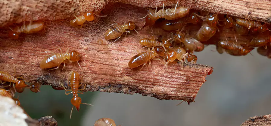 Termite Pest Management in Canton