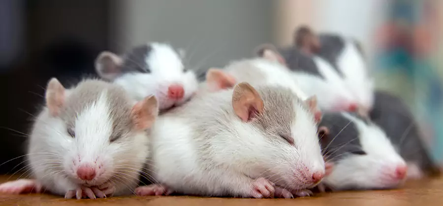Rat Infestation Exclusion Service in Canton