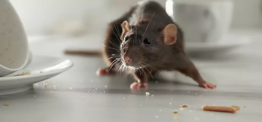 Attic Rat Exclusion Service in Canton
