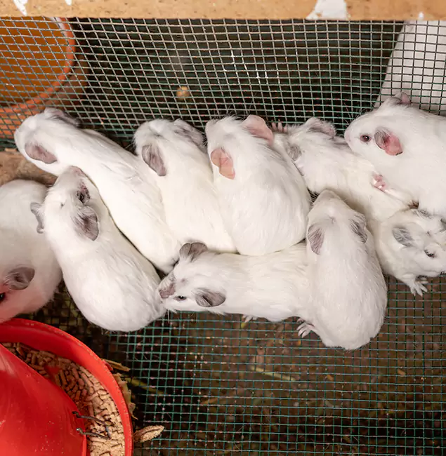 Why Choose Canton Pest Control Pro for Rat Infestation in Canton, GA?