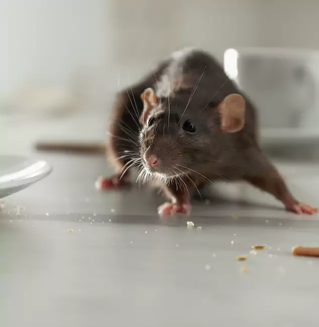 Why Choose Canton Pest Control Pro for Rodent Control in Canton, GA?