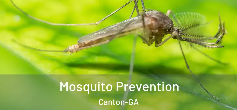  Mosquito Prevention Canton-GA