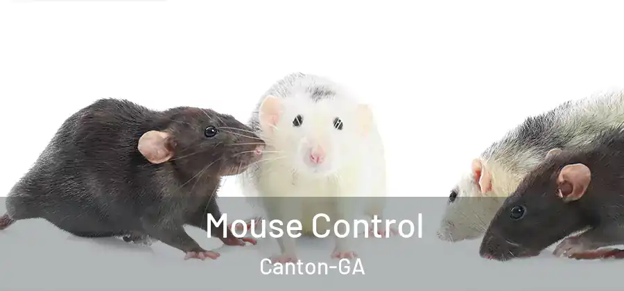 Mouse Control Canton-GA