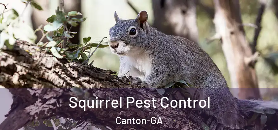  Squirrel Pest Control Canton-GA