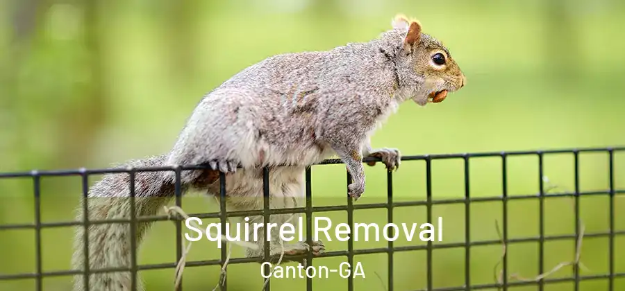  Squirrel Removal Canton-GA